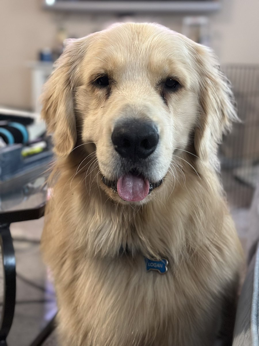 ShadowtheGolden's tweet photo. You want to share your dinner with me… https://t.co/ZUX59RKgiS