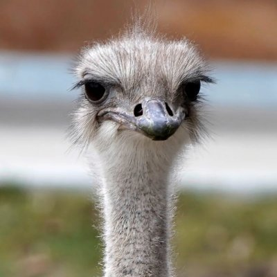 PsyQo Struts tweet media