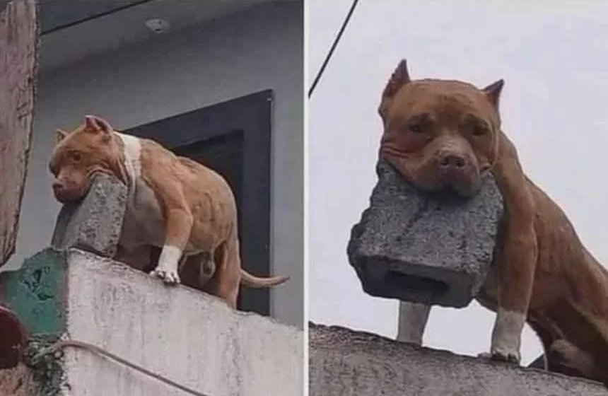 -¿Tu perro muerde?
-No, pero si te descuidas te da una pedrada.