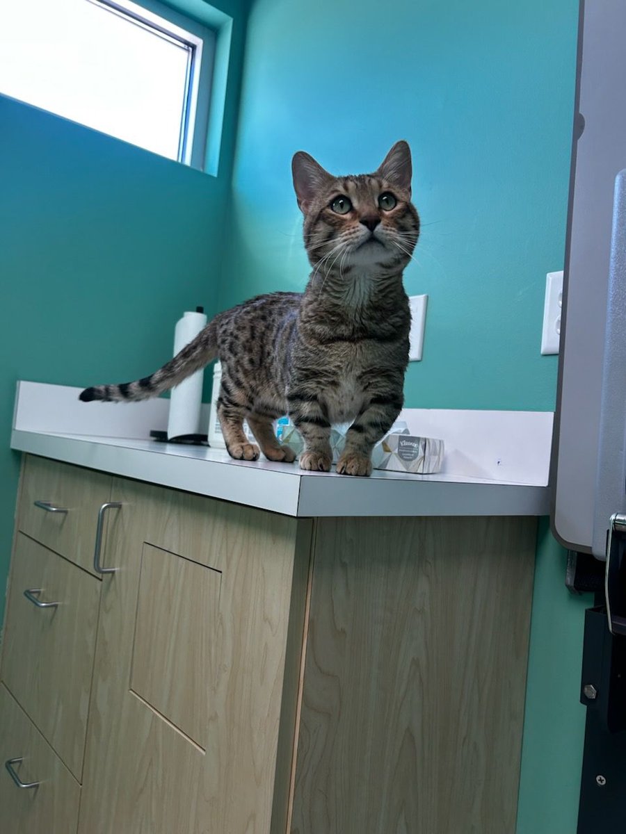 L👀K at this amazing creature!

This is Monkey, he's a 3 year old Munchkin/Bengal mix who came to see us recently for a check up. Needless to say we all fell in love!

We look forward to seeing you next time, Monkey! 🐱❤️🐾