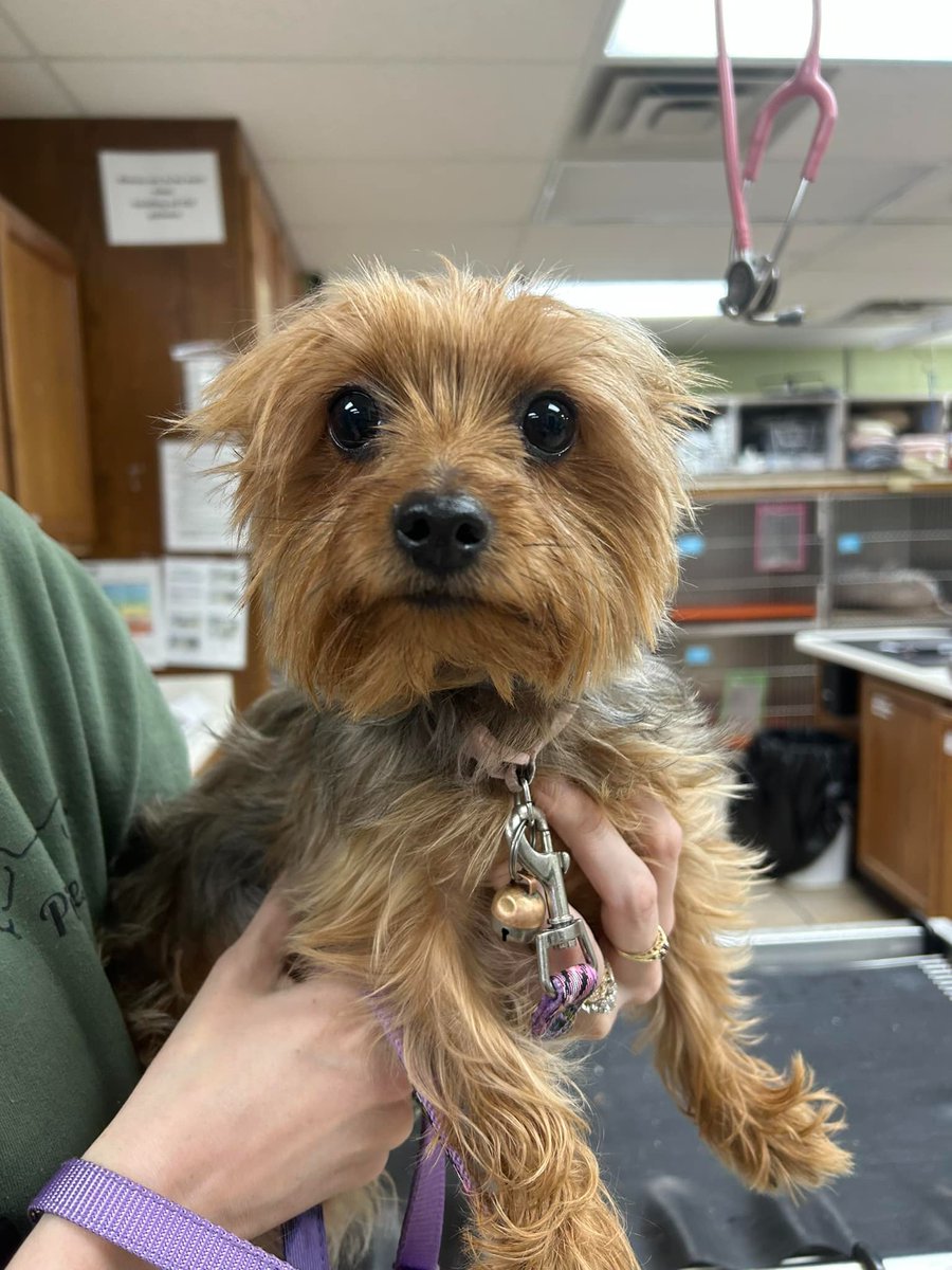 This cutie is Xena 💜

She's a 2 year old Yorkie mix who came to see us recently for a wellness exam and a nail trim. She was the BEST girl for us!

We look forward to seeing you next time, Xena!