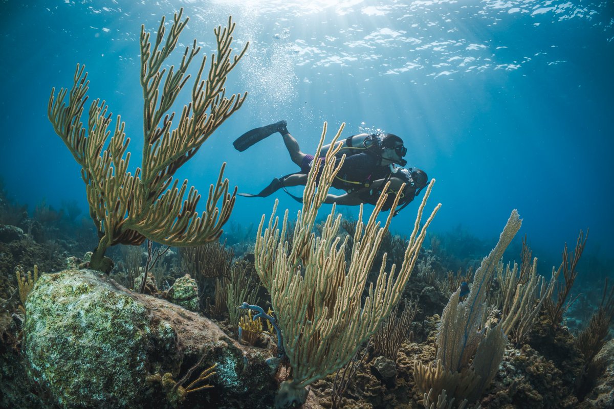 New research reveals that expanding marine protected areas at popular scuba🤿 diving sites could boost marine🪼 biodiversity, generate $2 billion in global income for local communities through diver fees, and revitalise coastal economies
Read more: pasifika.news/2025/02/new-re…