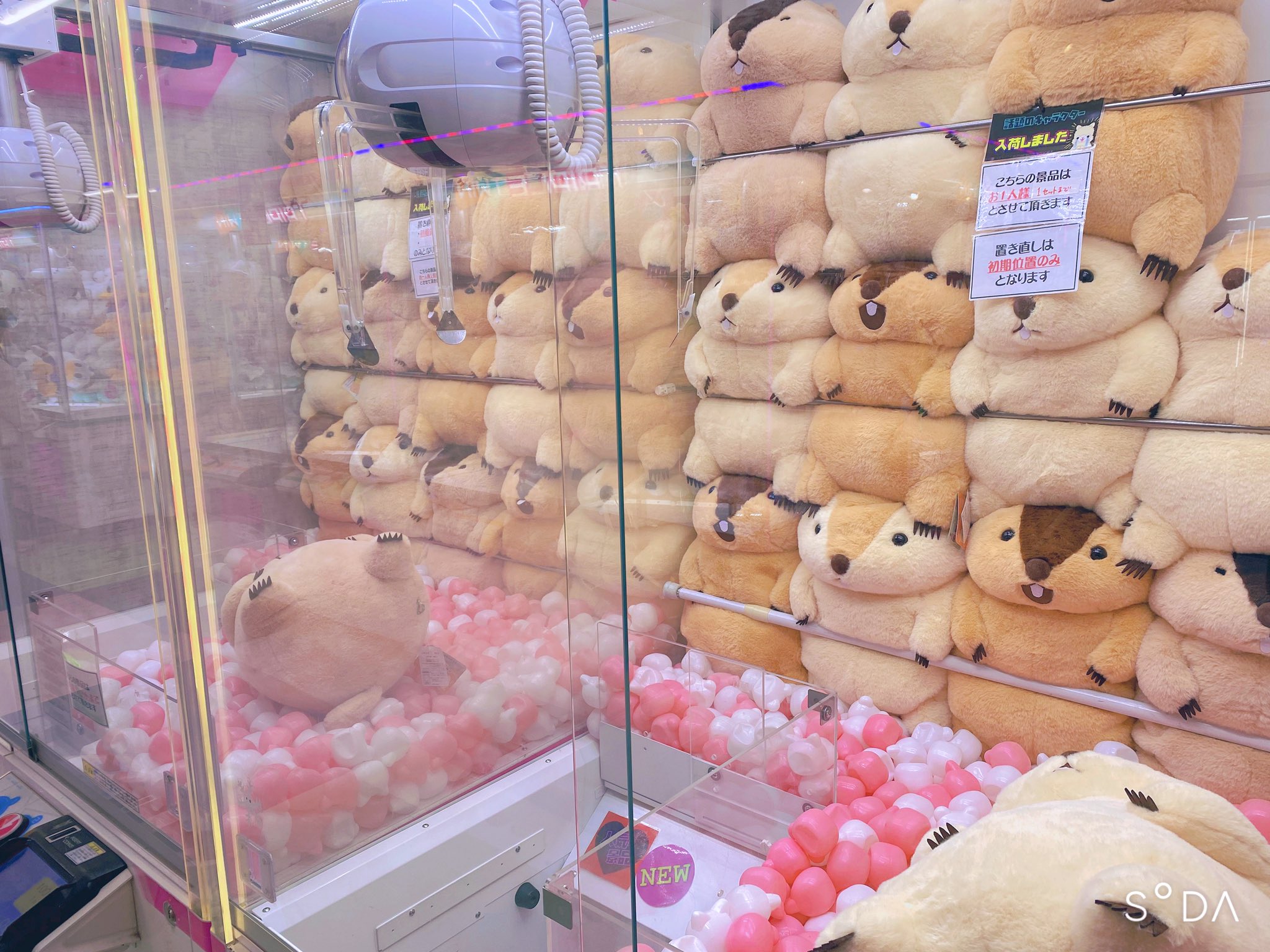 GAO歌舞伎町店【AMUFUN直営店】 on X: GAO歌舞伎町店【AMUFUN直営店】 on X:
