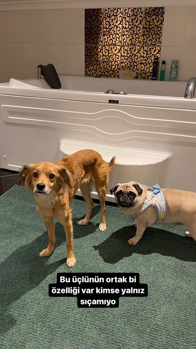 <a href="/utekirkalti/">ute</a> Bahsi geçen kurşun yicek ikili