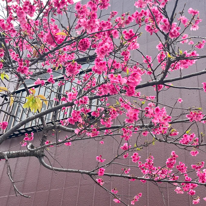 桜満開ですわよ〜 