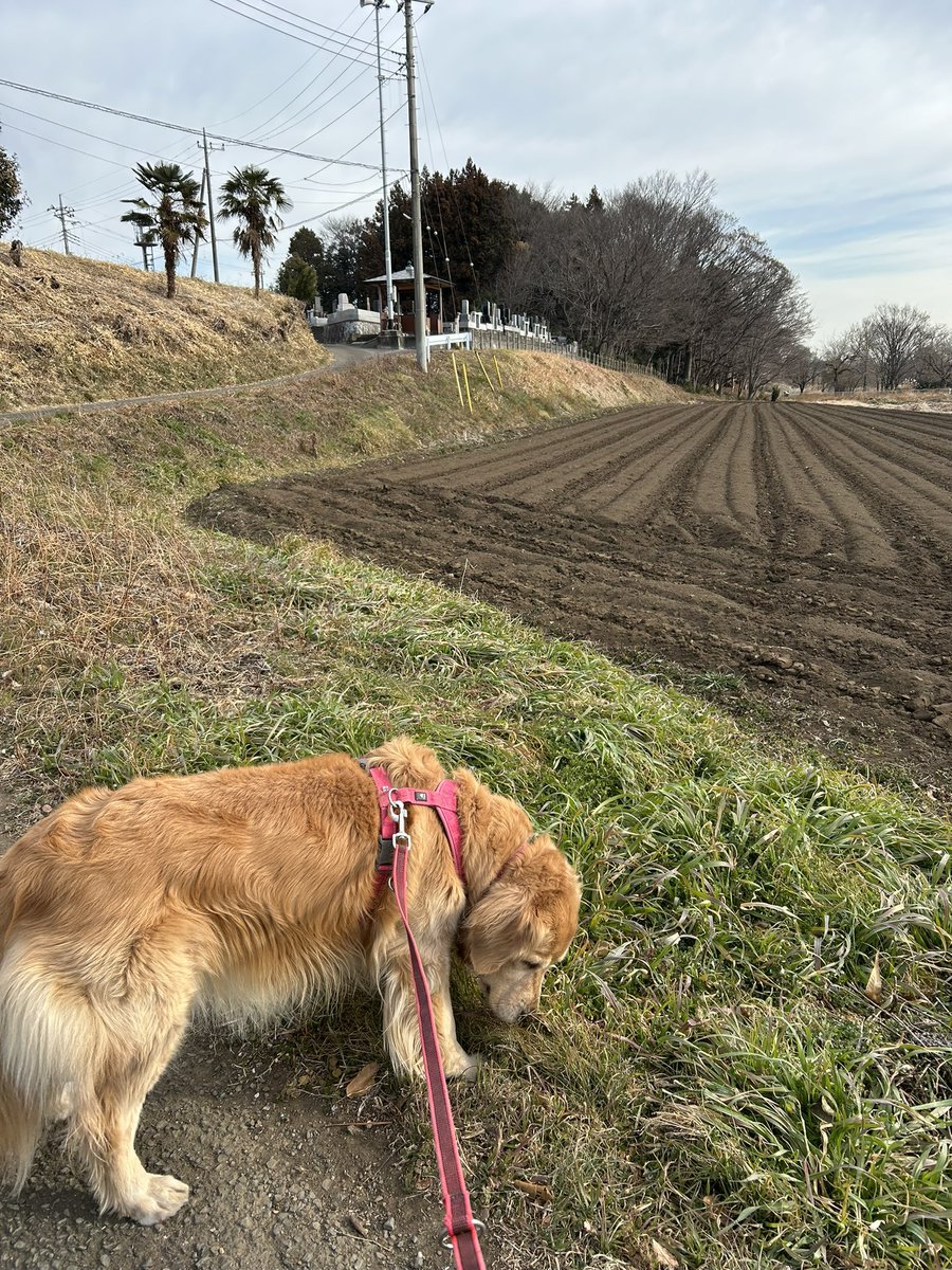 rayray2016_'s tweet photo. いつもと変わらない朝散歩🐕 https://t.co/Vd9jkALbyD