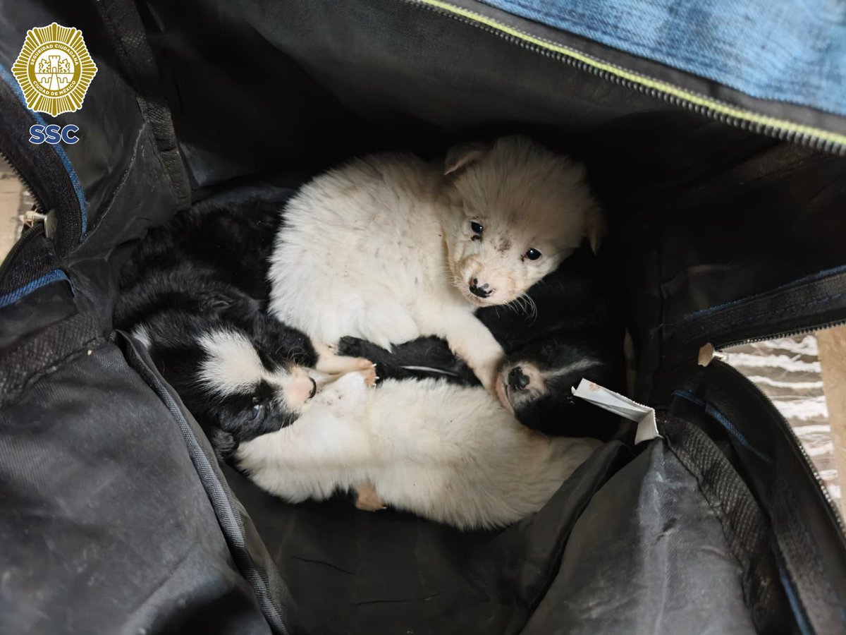 MrElDiablo8's tweet image. En la estación #IndiosVerdes del @MetroCDMX, oficiales de la #PBI de la @SSC_CDMX, resguardaron a cuatro cachorros🐶 que se fueron abandonados en una mochila. 

#AdoptaNoCompres 🐶🐶

#Video 🎥👇🏽
