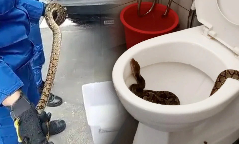redzuanNewsMPB's tweet photo. Seorang kanak-kanak lelaki berusia enam tahun cedera dipatuk seekor ular sawa ketika hendak membuang air di rumahnya di Apartment Prima Court, Saujana Melawati, Ampang Jaya. https://t.co/dh8RO3rlhU