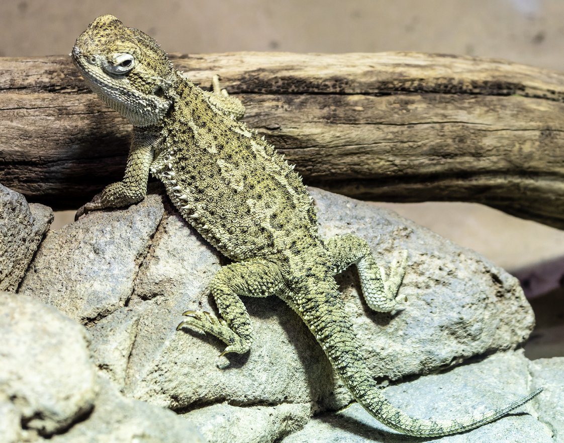 It’s #traveltuesday in #sydneyaustralia on #vikingoceancruises and we’re making some new friends at the #wildlifesydneyzoo.

#myvikingstory #visitsydney #cassowary #kangaroo #beardeddragon #travelwritersuniversity #ifwtwa1 @ifwtwa1