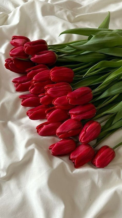 Red tulips