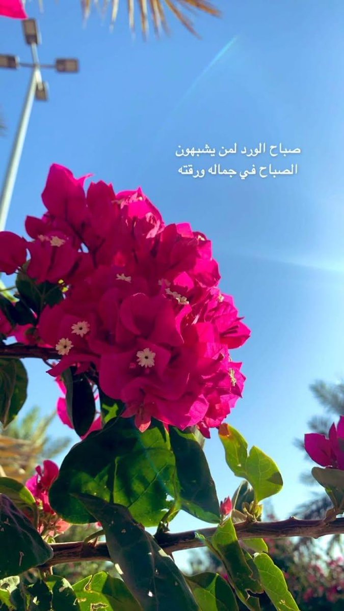 في قانون الصباح 
لا تقرأ ما يزعجك ولا تسمع ما يعكر مزاجك 
ولا تتحدث مع من لا يروقك 
في الصباح كن إنتقائياً بكل ما تستطيع 

⁧#صباح_الخير⁩ 
⁧#صباح_الأشياء_المُشرقة⁩
