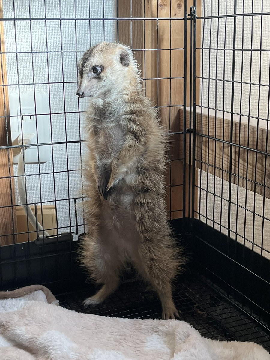 ゆみっぺ隊長 on X