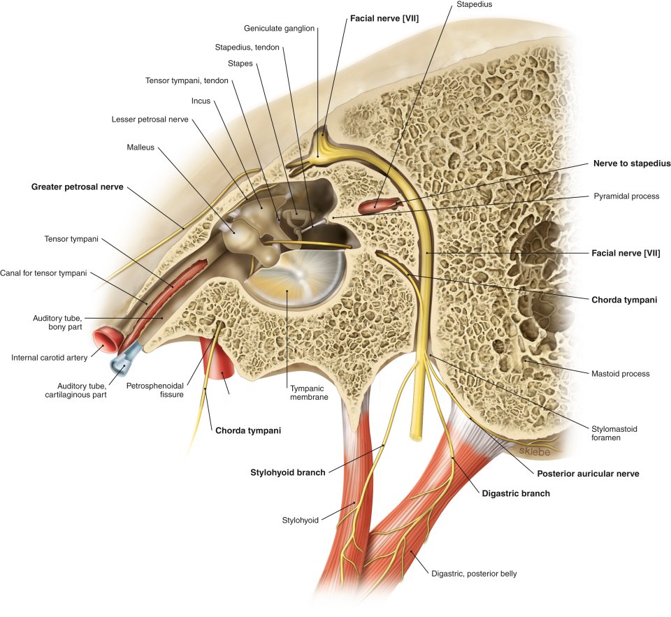 🧵 The Facial Nerve (CN VII): Anatomy, Function, & Clinical Relevance

1/ The Facial Nerve (CN VII) i...