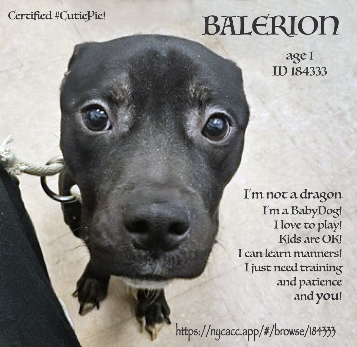 EASpenser's tweet photo. BALERION, age ~1 #AnotherPuppy #FullOfLove💖
What a #CutiePie! Big eyes, Dobby ears, lots of energy, friend of children!
He's a baby, doesn't come trained, so:
#TimeToAdjust
#Patience
#Routine
#MannersTraining
#LotsOfExercise
https://t.co/AoxEciaWZx
#Adopt #Foster #Pledge4Rescue https://t.co/JvPMQJowDz