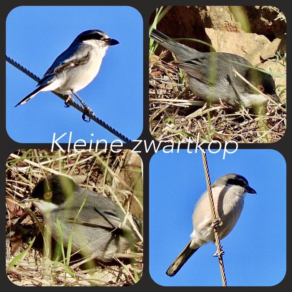 MiekePoiesz's tweet photo. #Dag12 Vandaag zijn de #glanskop en de #matkop en de #zwartkop aan de beurt bij #februarivogelmaand van @wilma_meijerink , ik heb alleen de kleine zwartkop. Dit vogeltje kortgeleden in Spanje gezien. https://t.co/1zL1p6P2sU