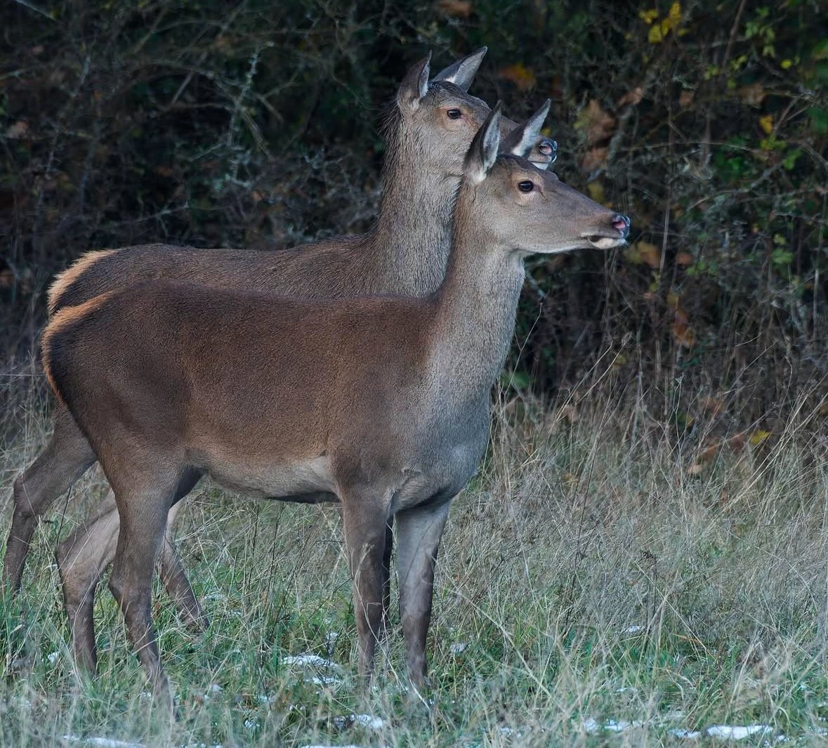 DansLaTraque's tweet photo. Alignées !

#biche #hunting #caza #cacciatore #jagd #jakt #chasse #hunter #chassetricolore #passionchasse #passionchien #chiencourant #chiendechasse #hunt #sanglier #wildboar by wildvh https://t.co/JVWT2VwBvK