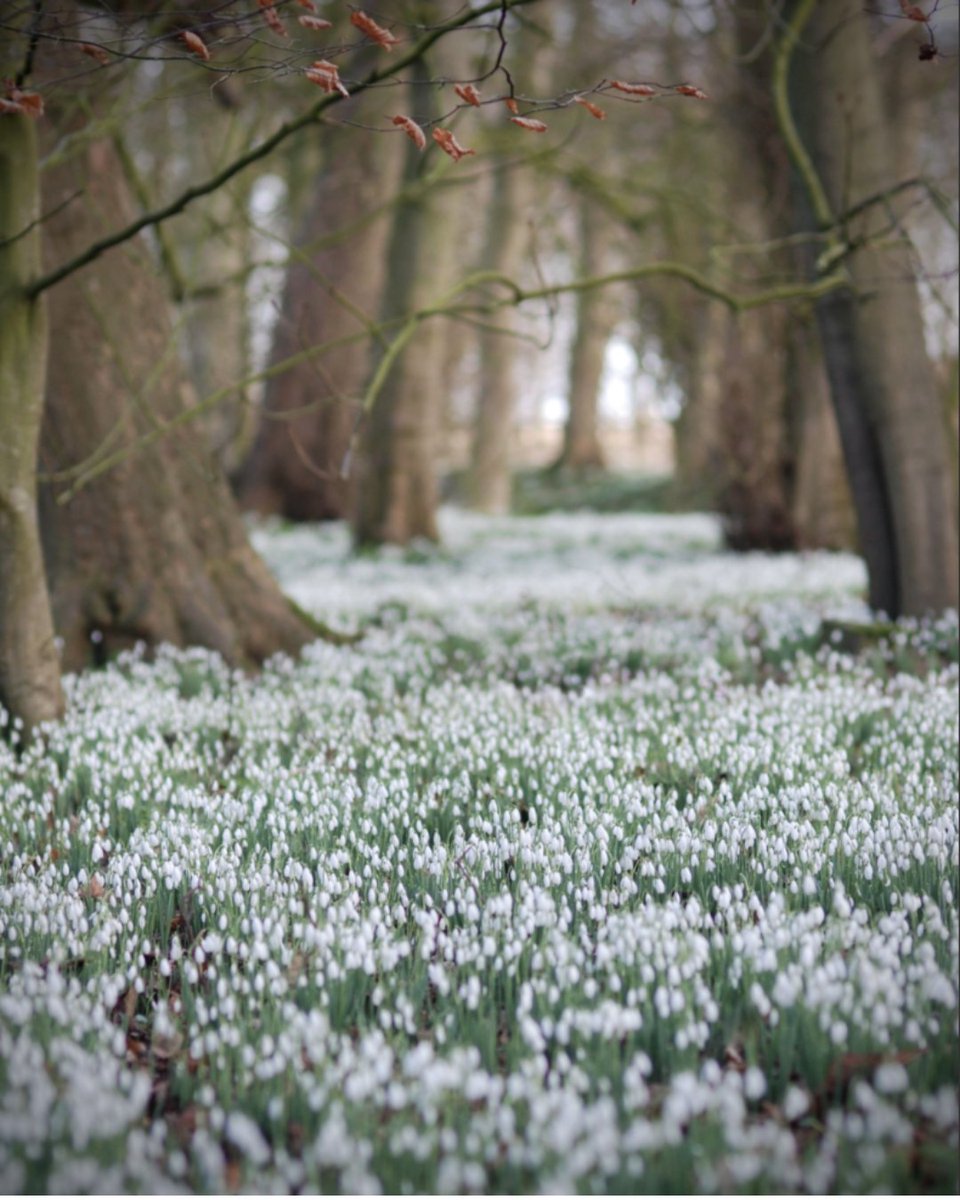 The woodland at <a href="/BurtonAgnesHall/">Burton Agnes Hall, Gardens & Jazz & Blues Festival</a> is now carpeted in delicate snowdrops, providing a magical backdrop for a winter walk loom.ly/z9tTR2I

#Snowdrops #SnowdropWalks #WinterWalks