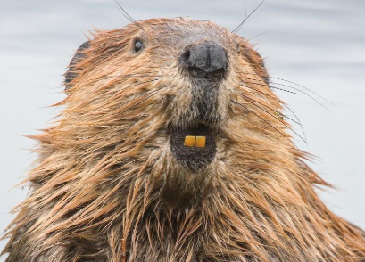 JackieLeonard01's tweet photo. Also in the programme #TheNewsroom here ---> https://t.co/CikMImi1WE  - 📻 @__jacobevans on brilliant Czech beavers.

This isn't one of the specific beavers, but LOOK at it https://t.co/fvI8IfEjam