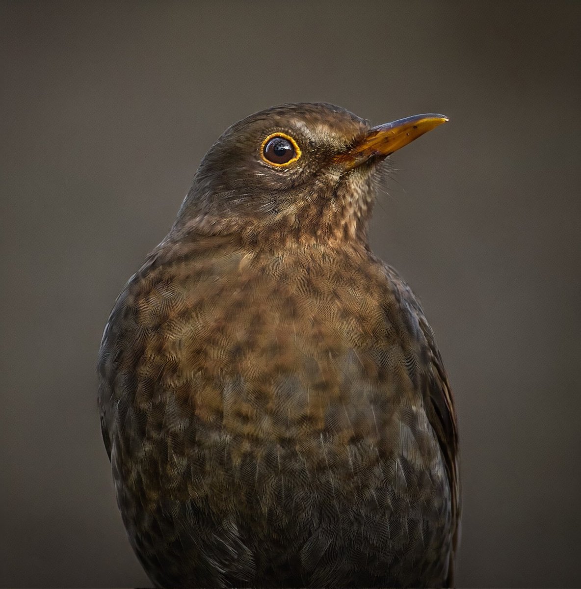 paul hayes tweet media