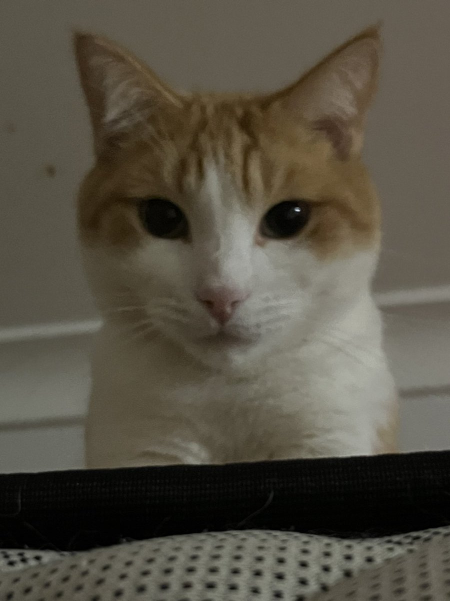 ☆Jinx / Oak☆ tweet media