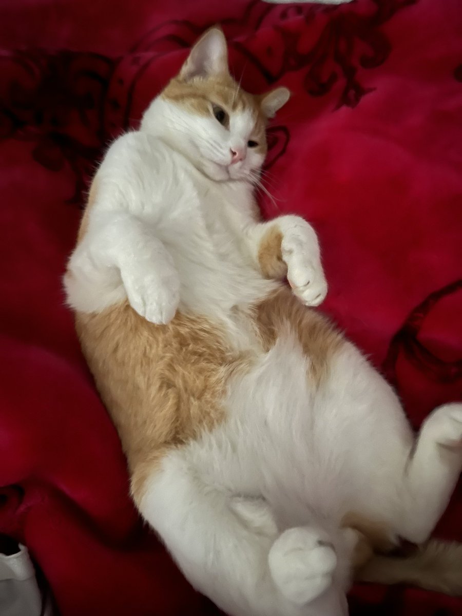 ☆Jinx / Oak☆ tweet media