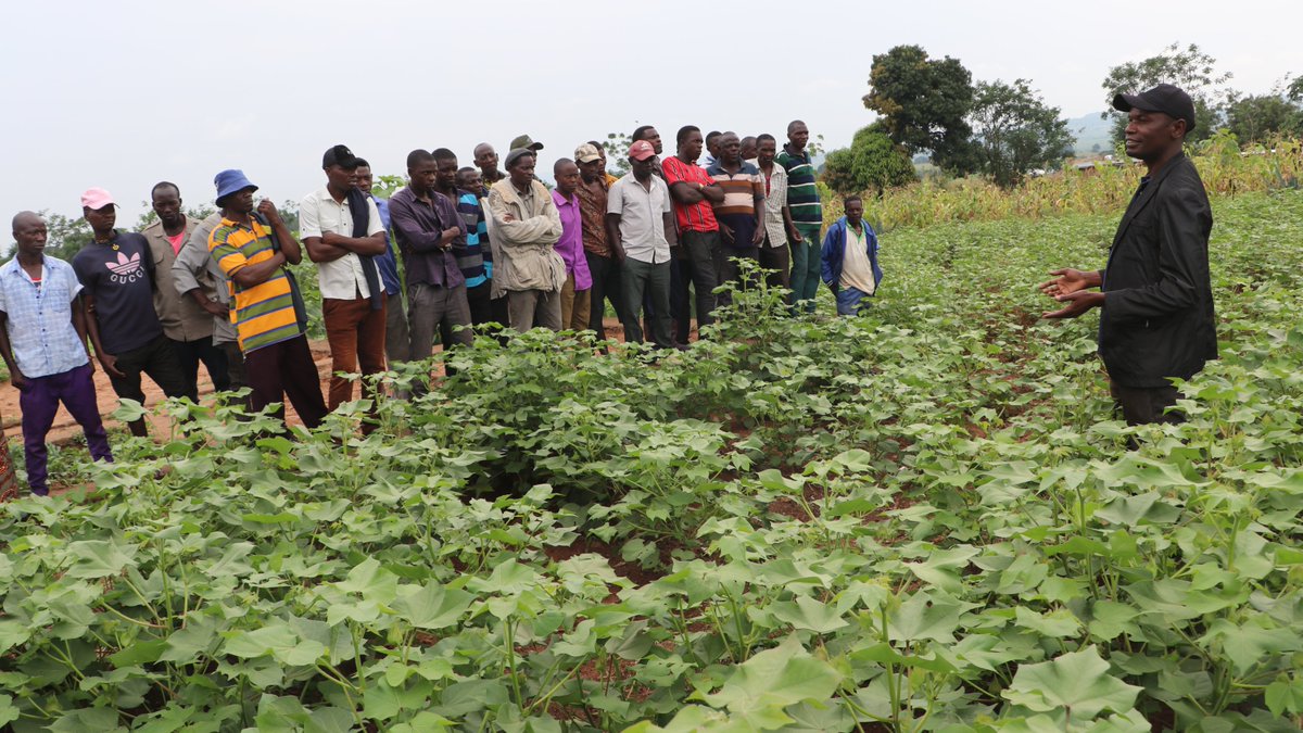 bodiyapambaTZ's tweet photo. Cotton farming communities in Tanzania benefiting from Build a Better Tomorrow #BBT initiative which among many benefits they are assured of delivery of effective and timely #extensionservices. #WHITEGOLD #cotton #AGENDA1030 https://t.co/4nWkIXRroy
