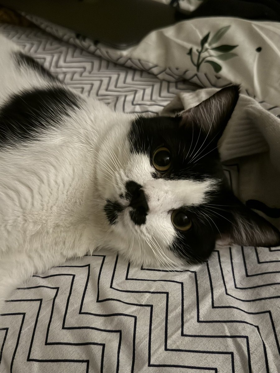 aliailysha's tweet photo. If anybody has seen my cat, please DM me asap. He has a mustache, mole &amp; goatee. Short tail, pink collar. 

He’s my baby and he has no voice. Please look out for him. He’s been missing for 3 days

📍Area : Seri Hijauan Condo / Taman Bukit Saga / Usj 16 / Usj 17 / Putra Heights https://t.co/B0IBEfMJjl