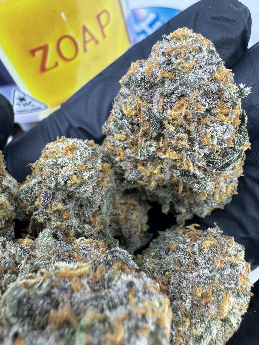 MY LATEST SMALL BATCH HAUL, ACQUIRED IN NYC ADDITIONAL IMAGES OF EACH STRAIN ARE ON MY PAGE IF YOU WANT TO RUB ONE OUT
*NOT FOR SALE*

(Part 3)
*Pictured Above In Order*
Squirts
Zoap 

PHOTO CRED 📸: @the_smacktographer
