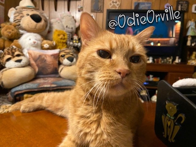 THE Odie Bob Orville 😺 tweet media