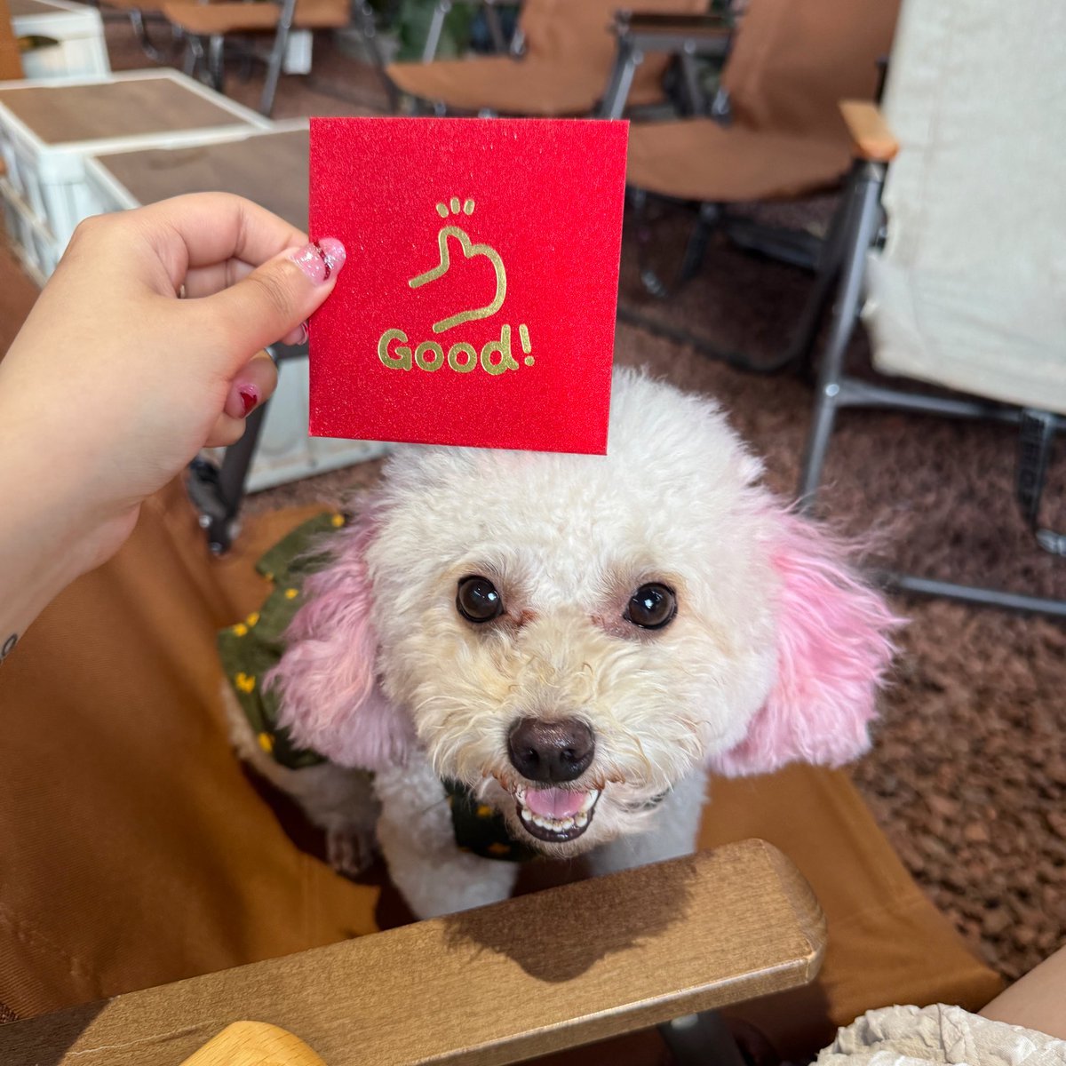 chutchit08's tweet photo. gm buddies, how's your day? 🐶
I'm gud 👍🏻
#chutchit https://t.co/MJFCPE2ZyS