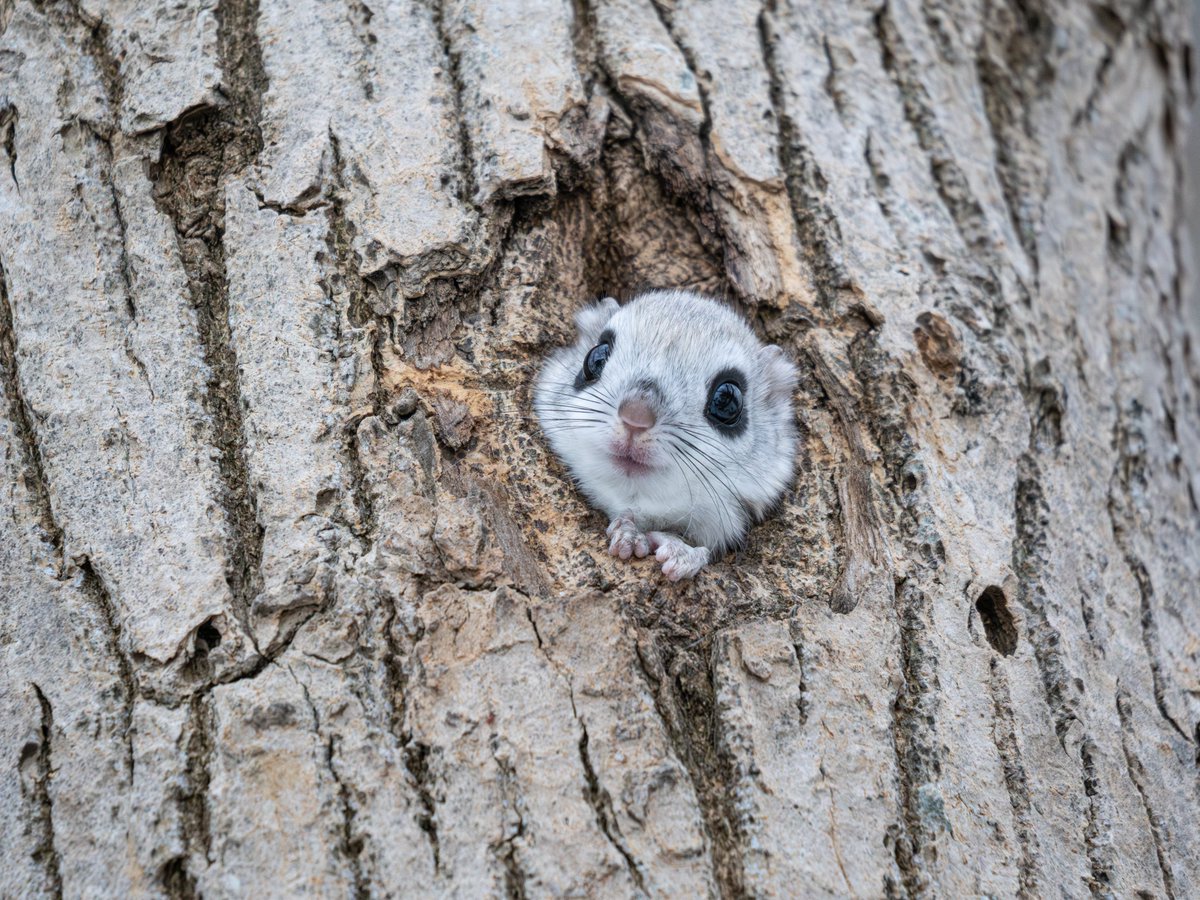 可愛いは全てを凌駕する。 📷M.ZUIKO DIGITAL ED 100-400mm F5.0-6.3