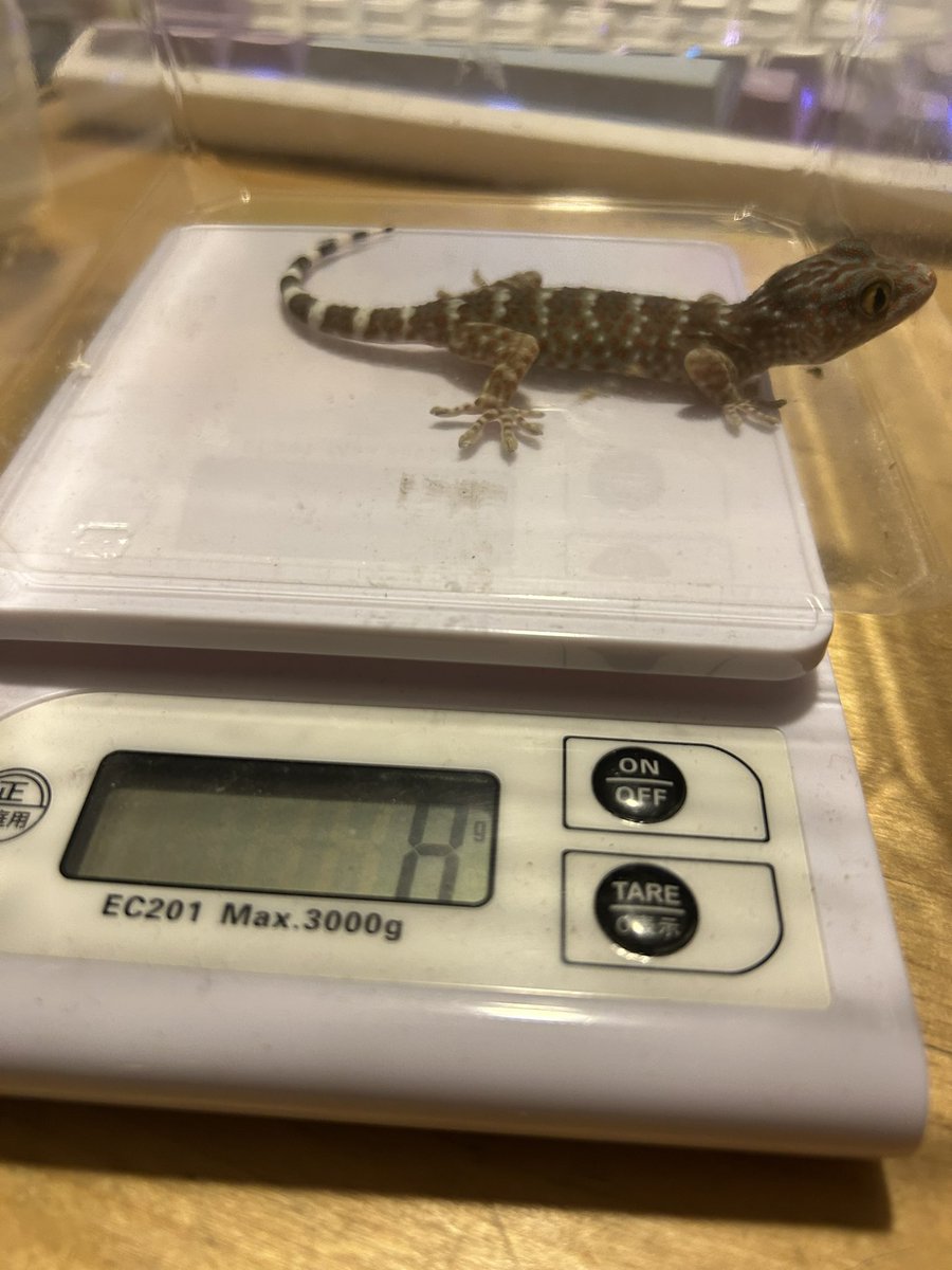 Spenyyy_'s tweet photo. 3ヶ月で8g👀
#トッケイ
#タイランドトッケイ https://t.co/fZTL8wbxOs