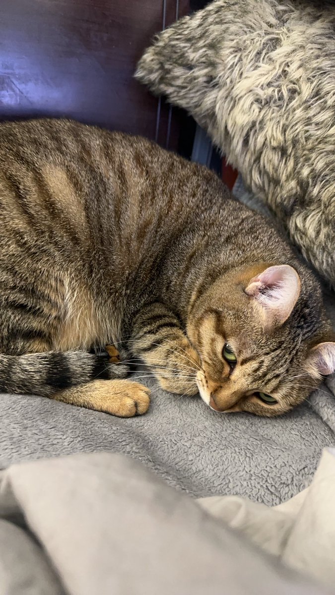 工科大三 tweet media