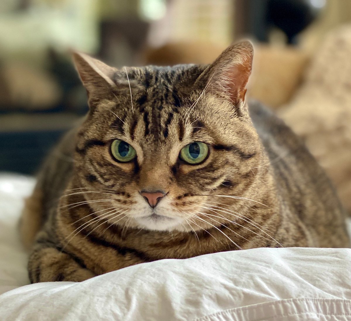 MissyBBBobtail's tweet image. Never trust anyone who isn’t kind to animals.