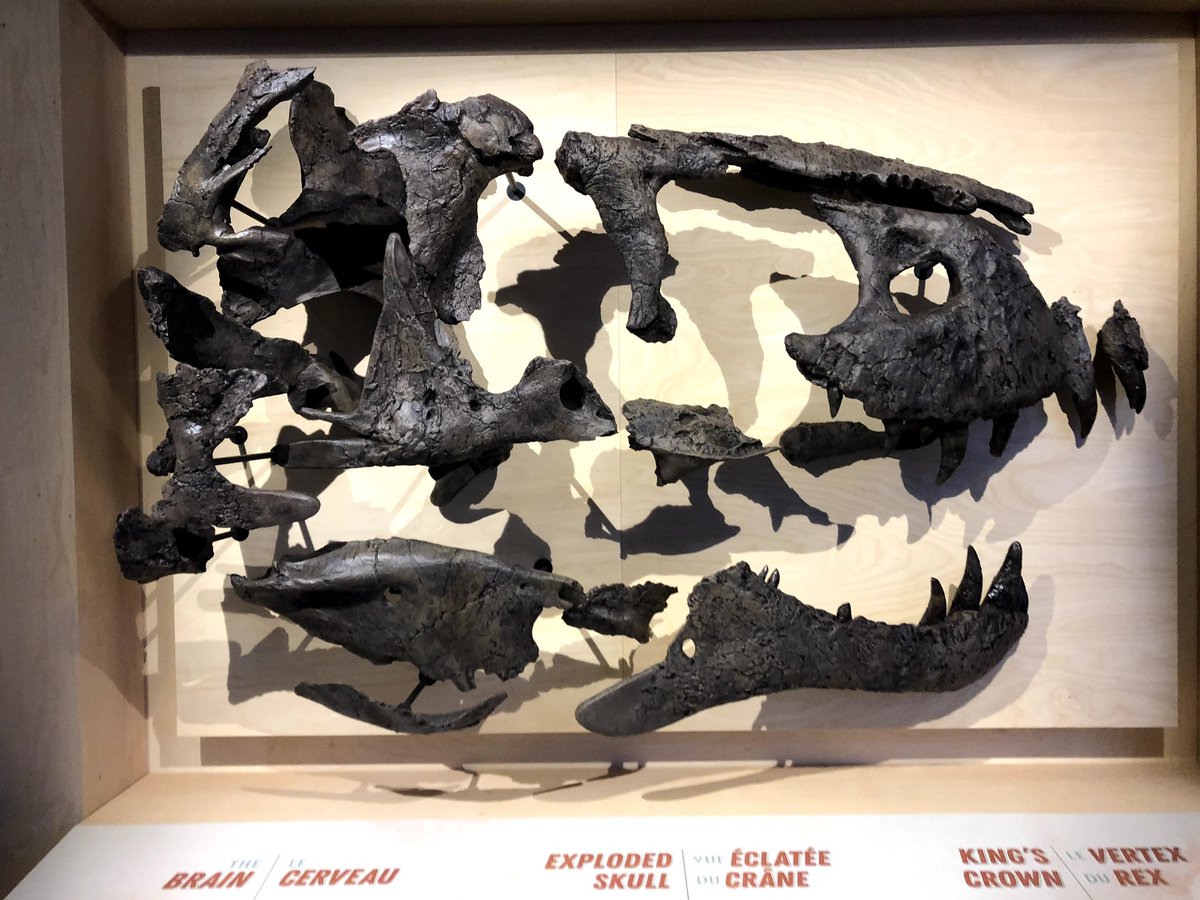 Crocodontist's tweet photo. To add: pretty exploded. We have most of the skull bones, but they aren’t all complete (and then there’s warping/deformation to watch out for). Definitely wiggle room for recon, and Scotty does have a weird skull, but some aspects may be a touch exaggerated IMO. https://t.co/jKAL7RoVzQ