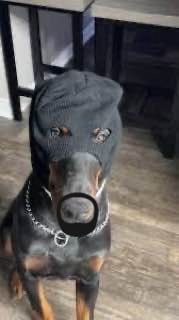 ThugDog tweet media
