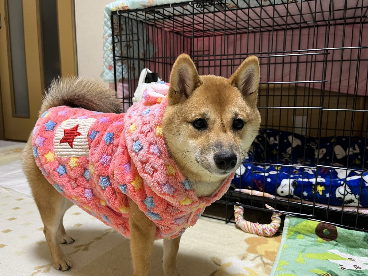nuichan914's tweet photo. #かわいい柴犬探してます https://t.co/evVCuM3Bmc