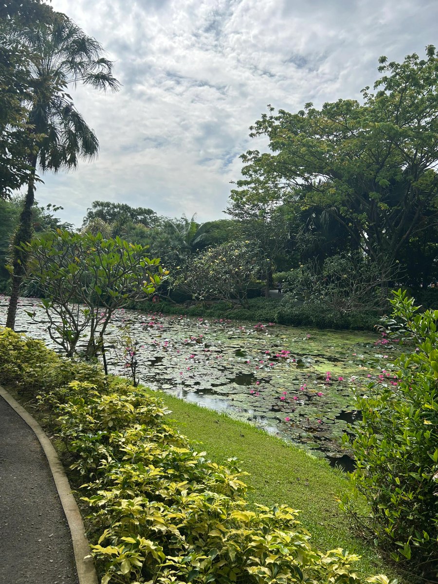 hzmlradc's tweet photo. Quiet lakeside time, blooming water lilies embellish the tenderness of summer🌿🌸 #Agiftfromnature #HealingGreenery https://t.co/jNhycvZN9Q
