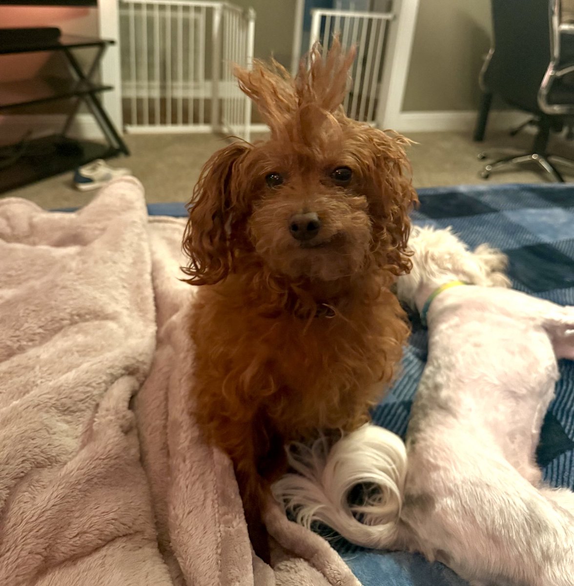 LauraLoomer's tweet image. Mom, what did you do to my hair?