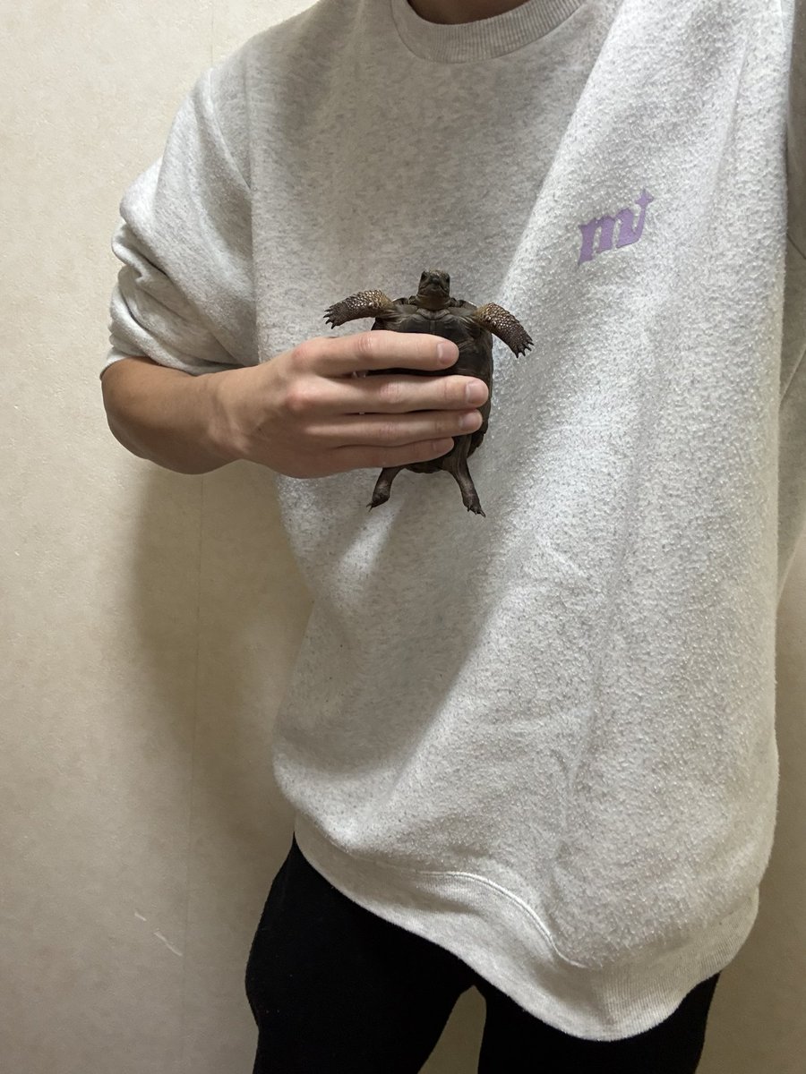 現在のアルダブラ
ここからどう大きくなるか
#アルダブラゾウガメ