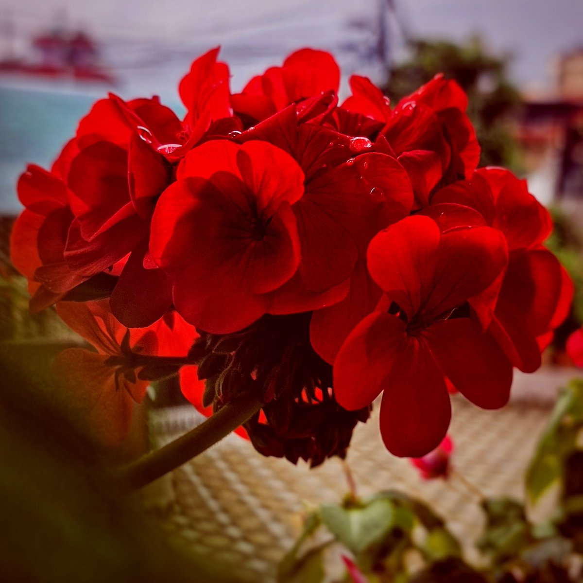 SachinAcharya's tweet photo. A burst of red:capturing the beauty of geraniums.
#flower #photography #FlowersOfX #NaturePhotography #FlowersOnX #FlowerPhotography #flowerpicture #garden #TwitterNatureCommunity #ThePhotoHour #macro #PhotographyCommunity #PhotographyIsArt #withGalaxy #ShotOnSnapdragon #portrait https://t.co/Hyir9hE2IU