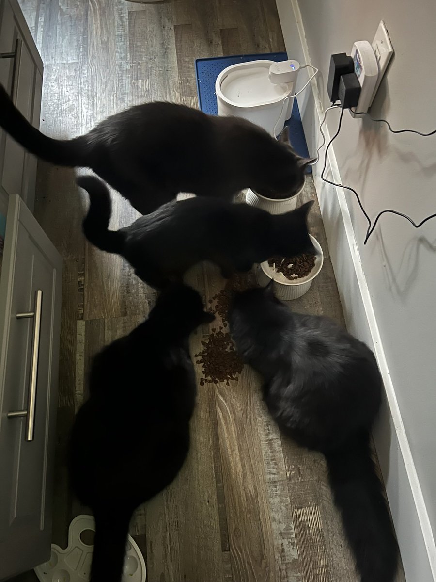 pearldefender06's tweet photo. i love my 5 kitties meow meow meow meow https://t.co/FDzZ6FWirq