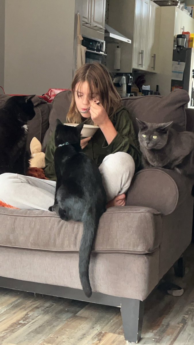 pearldefender06's tweet photo. i love my 5 kitties meow meow meow meow https://t.co/FDzZ6FWirq