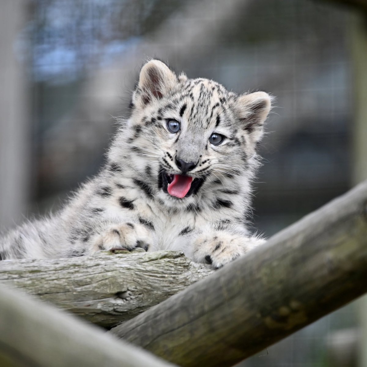KevinGatesHub's tweet photo. FUN FACT: Kevin Gates has a pet snow leopard 🚨 https://t.co/2PlH4pCVKj