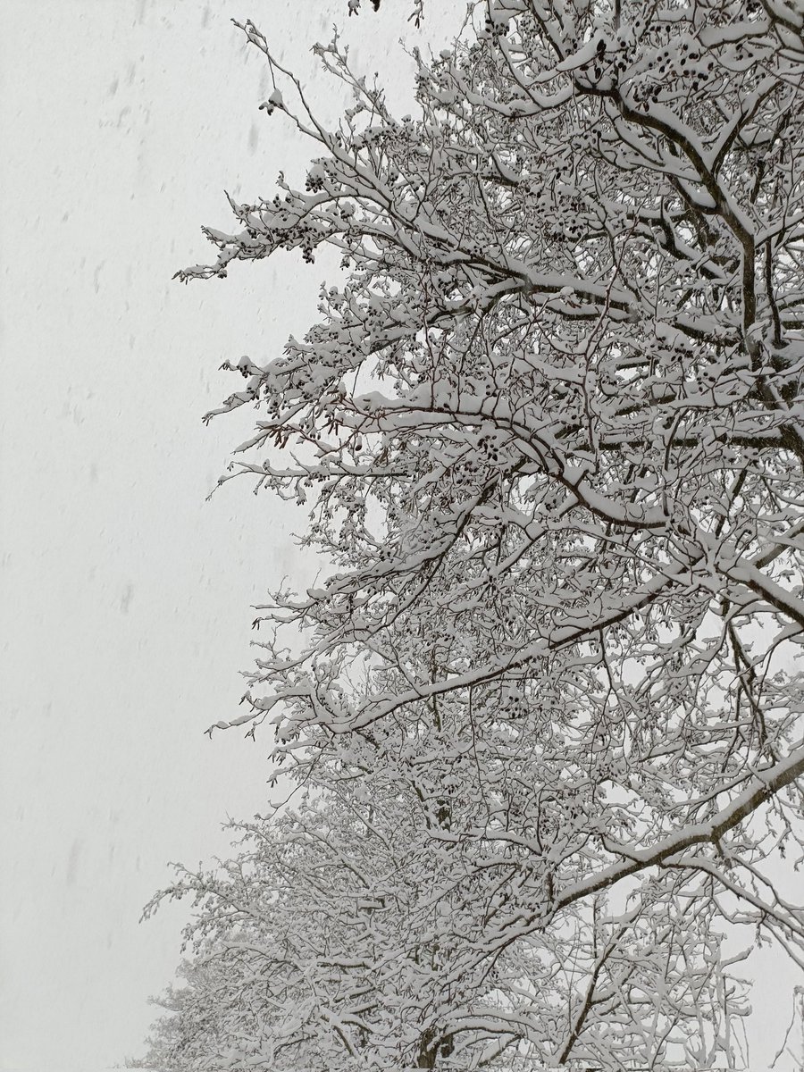 Cryptoklapper's tweet photo. Ongeveer 10 cm #sneeuw in Groningen #gladheid 
@weermanreinier @Alpenweerman @BuienRadarNL @KNMI @helgavanleur @weermanreinier @RTLnieuws https://t.co/IC3xPBkS8j
