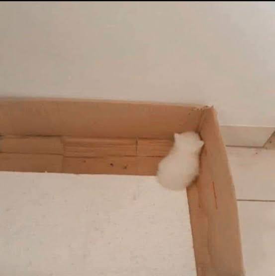 cherrybishbby's tweet photo. @theneopixels It’s muting but you gotta be like this kitty 😔 https://t.co/bww5R4rdEd