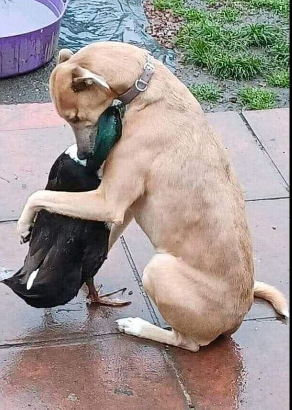 You can always lean on your best friend 💕If Animals Matter to You, Leave a Red Heart😍💕