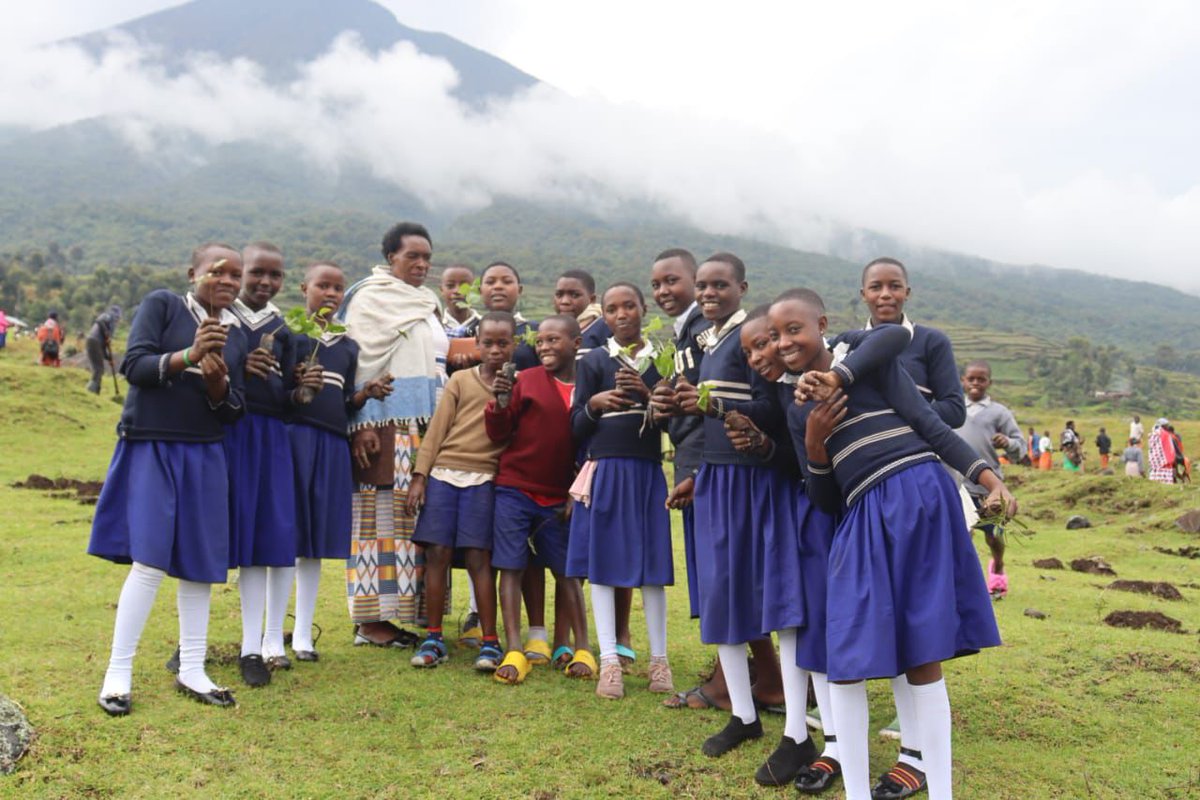 Trees do so much: they provide resources, fight climate change, and help protect mountain gorillas! Last year, our reforestation project community event planted 10,500 trees near Mgahinga Gorilla National Park with local farmers &amp; schoolkids. Learn more: bit.ly/treesmgahingap…