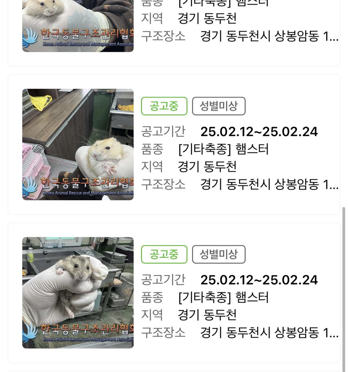 평택 세마리, 의정부 다섯마리
평택 아이들 구조 후에 인계 해주실 분 찾습니다!!!!