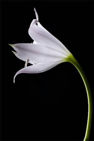 Shresthanyl's tweet image. When you see beautiful
Lilly in your retrograde Pyelogram.
#RIRS @asiaendouro @PEARLSendouro